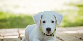 Co to jest kołnierz zamknięty WC?