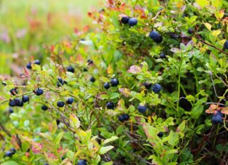 Jaką wysokość miski WC od podłogi?