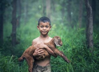 Czy koza może stać przy ścianie?