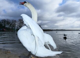Jak się rozkłada basen?